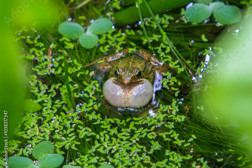 An olive frog (Nidirana adenopleura) with its vocal sac inflated, ready to call. The frog is partially submerged in a pond, surrounded by lush green vegetation. New Taipei City, Taiwan. photo