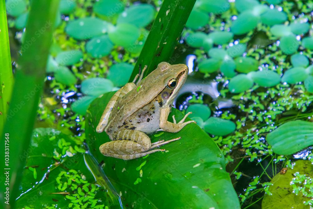 A vibrant olive frog (Nidirana adenpleura) rests on a green leaf. The frog's brown markings provide excellent camouflage among the dense foliage of the pond. New Taipei City, Taiwan. A vibrant olive frog (Nidirana adenpleura) rests on a green leaf. The frog's brown markings provide excellent camouflage among the dense foliage of the pond. New Taipei City, Taiwan.