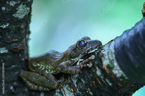 A close-up of a brown tree frog (Buergeria robusta) perched on a tree branch. The frog's distinctive brown coloration and large, round eyes are clearly visible. New Taipei City, Taiwan. photo