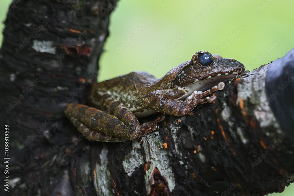 Fototapeta premium A close-up of a brown tree frog (Buergeria robusta) perched on a tree branch. The frog's distinctive brown coloration and large, round eyes are clearly visible. New Taipei City, Taiwan.