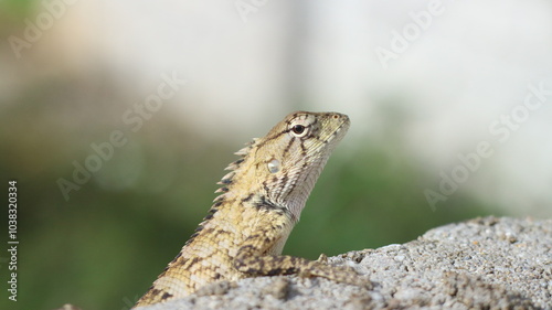 A lizard is looking for food on a rock