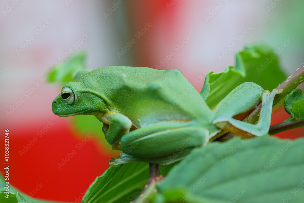 Naklejka premium A vibrant green Taipei tree frog perched on a leaf in a lush, green environment. The frog's large, round eyes and smooth skin are clearly visible. New Taipei City, Taiwan.