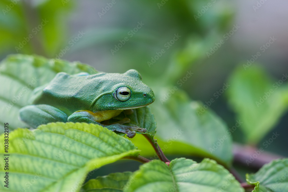 A vibrant green Taipei tree frog perched on a leaf in a lush, green environment. The frog's large, round eyes and smooth skin are clearly visible. New Taipei City, Taiwan. A vibrant green Taipei tree frog perched on a leaf in a lush, green environment. The frog's large, round eyes and smooth skin are clearly visible. New Taipei City, Taiwan.