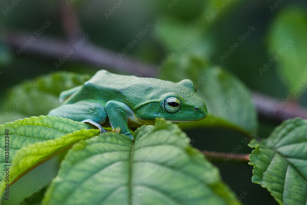 A vibrant green Taipei tree frog perched on a leaf in a lush, green environment. The frog's large, round eyes and smooth skin are clearly visible. New Taipei City, Taiwan. A vibrant green Taipei tree frog perched on a leaf in a lush, green environment. The frog's large, round eyes and smooth skin are clearly visible. New Taipei City, Taiwan.