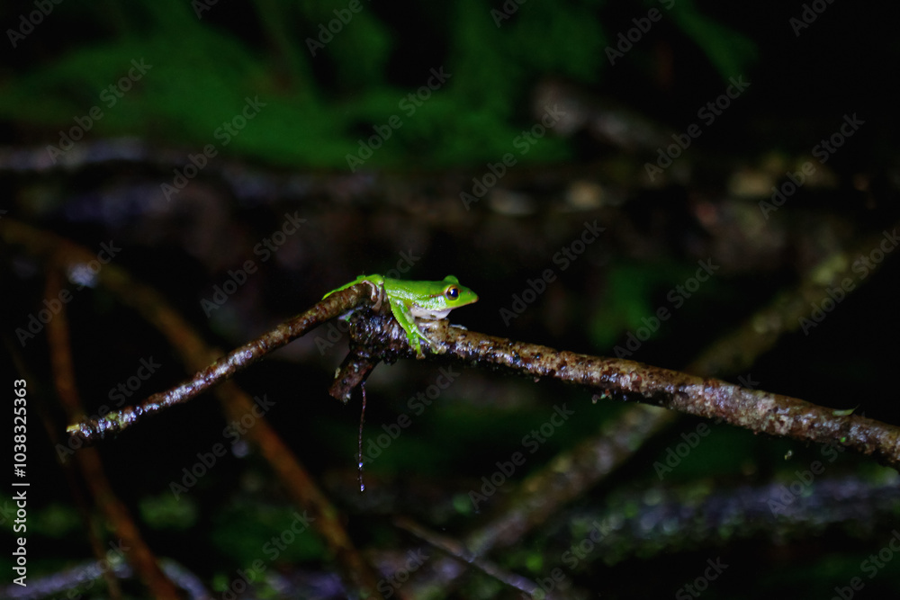A vibrant emerald green tree frog (Zhangixalus aurantiventris) is perched on a thin twig, its bright color contrasting with the darker tones of the surrounding foliage. New Taipei City, Taiwan. A vibrant emerald green tree frog (Zhangixalus aurantiventris) is perched on a thin twig, its bright color contrasting with the darker tones of the surrounding foliage. New Taipei City, Taiwan.