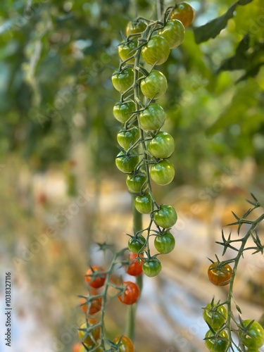 Green tomatoes growing on the vine in geothermal greenhouse in Iceland  photo