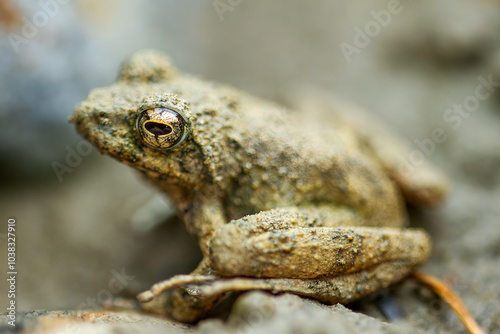 A small brown Eiffinger's tree frog (Kurixalus eiffingeri) perches in a wetland, staring intently at the camera with its large golden eyes. New Taipei City, Taiwan.