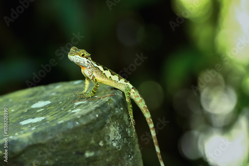 A close-up of a vibrant yellow-mouthed japalura lizard perched on a rock. The lizard's green and brown scales contrast beautifully with the mossy rock. New Taipei City, Taiwan. photo