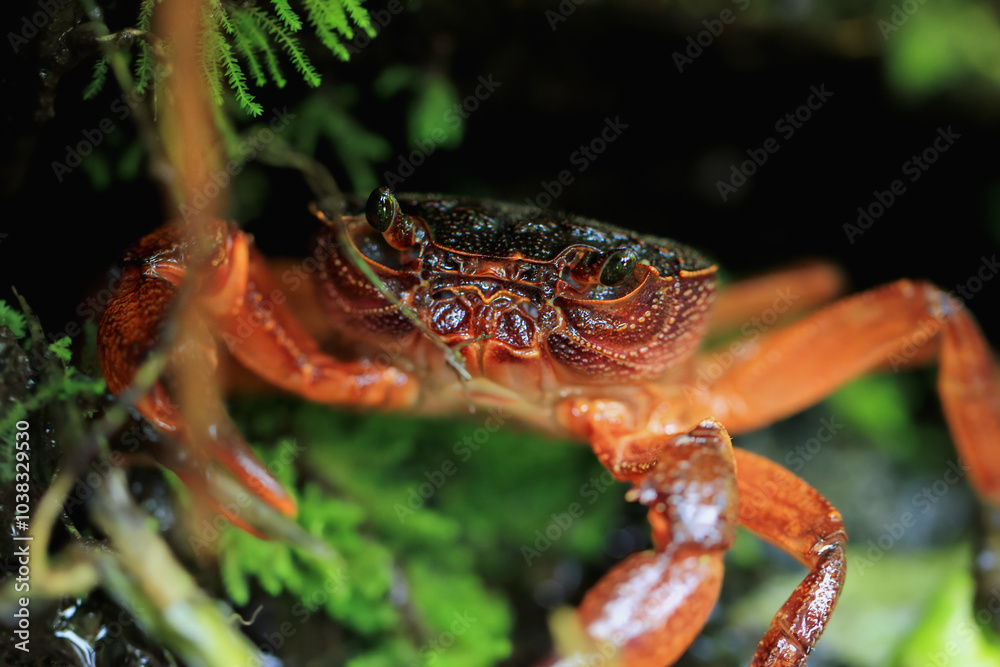A macro photograph of a Rathbun's freshwater crab's face, showcasing its intricate details and striking red color. The crab's compound eyes and powerful claws are clearly visible. Taiwan. A macro photograph of a Rathbun's freshwater crab's face, showcasing its intricate details and striking red color. The crab's compound eyes and powerful claws are clearly visible. Taiwan.