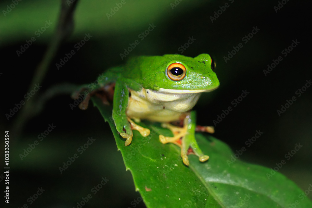 A vibrant green Moltrecht's tree frog(Zhangixalus moltrechti) clings to a broad leaf at night, its golden eyes contrasting against its smooth, spotted skin. New Taipei City, Taiwan. A vibrant green Moltrecht's tree frog(Zhangixalus moltrechti) clings to a broad leaf at night, its golden eyes contrasting against its smooth, spotted skin. New Taipei City, Taiwan.