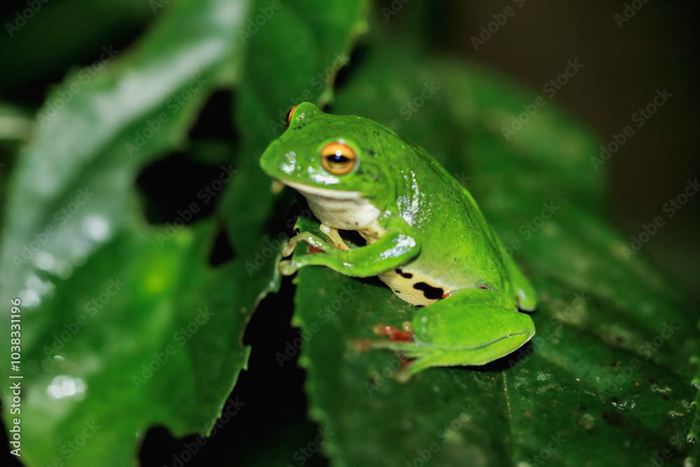A vibrant green Moltrecht's tree frog(Zhangixalus moltrechti) clings to a broad leaf at night, its golden eyes contrasting against its smooth, spotted skin. New Taipei City, Taiwan. A vibrant green Moltrecht's tree frog(Zhangixalus moltrechti) clings to a broad leaf at night, its golden eyes contrasting against its smooth, spotted skin. New Taipei City, Taiwan.