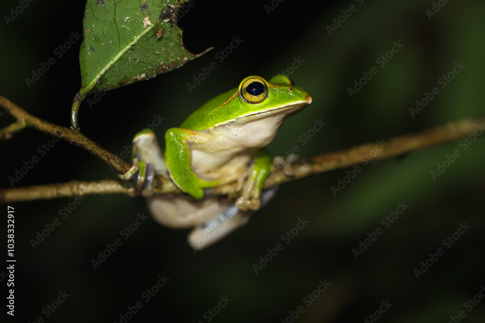 A vibrant emerald tree frog (Zhangixalus prasinatus) perches on a thin branch. It is a species endemic to Taiwan. Known for its bright green skin and distinctive golden streaks in its eyes. A vibrant emerald tree frog (Zhangixalus prasinatus) perches on a thin branch. It is a species endemic to Taiwan. Known for its bright green skin and distinctive golden streaks in its eyes.
