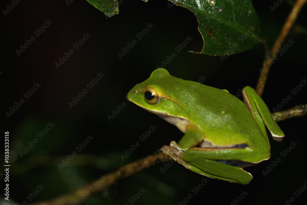 A vibrant emerald tree frog (Zhangixalus prasinatus) perches on a thin branch. It is a species endemic to Taiwan. Known for its bright green skin and distinctive golden streaks in its eyes. A vibrant emerald tree frog (Zhangixalus prasinatus) perches on a thin branch. It is a species endemic to Taiwan. Known for its bright green skin and distinctive golden streaks in its eyes.