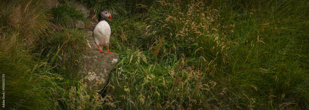 Atlantic Puffin in Natural Habitat Atlantic Puffin in Natural Habitat