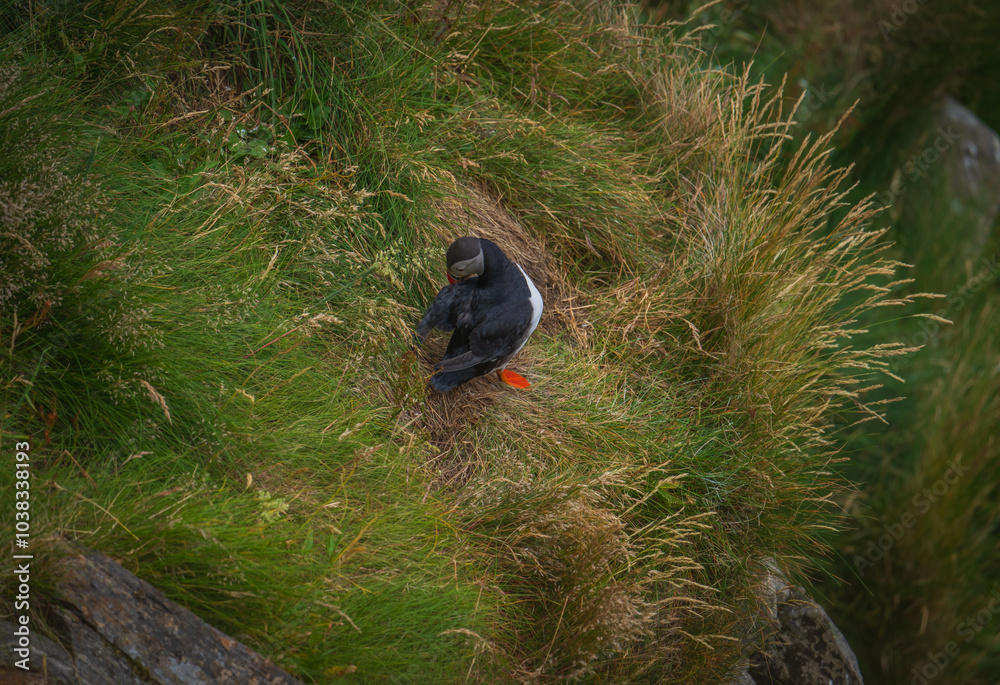 Naklejka premium Atlantic Puffin in Natural Habitat