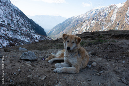 A mountain dog or bhotia in Uttarakhand posing on the camera in Kedarnath photo