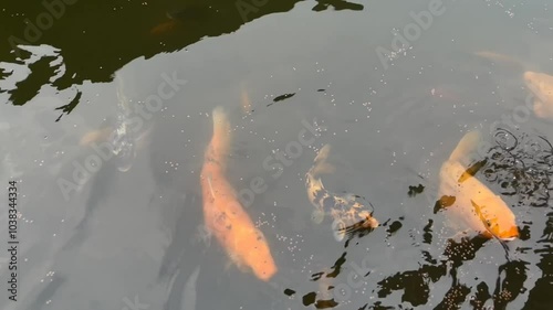 Goldfish Gathering in Pond to Feed on Pellets. photo