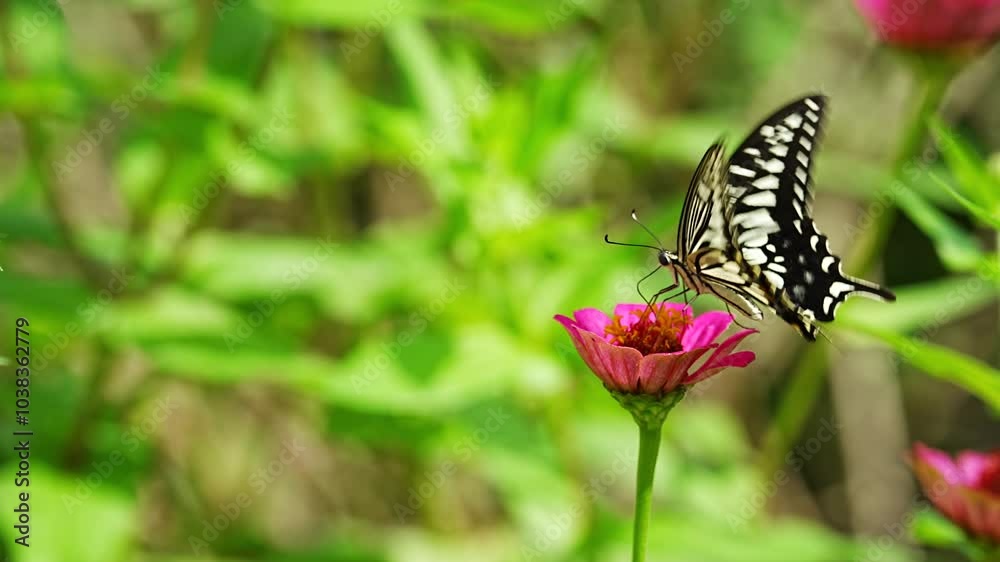 Japanese swallowtail butterfly (Papilio xuthus) nectaring on a Zinnia elegans