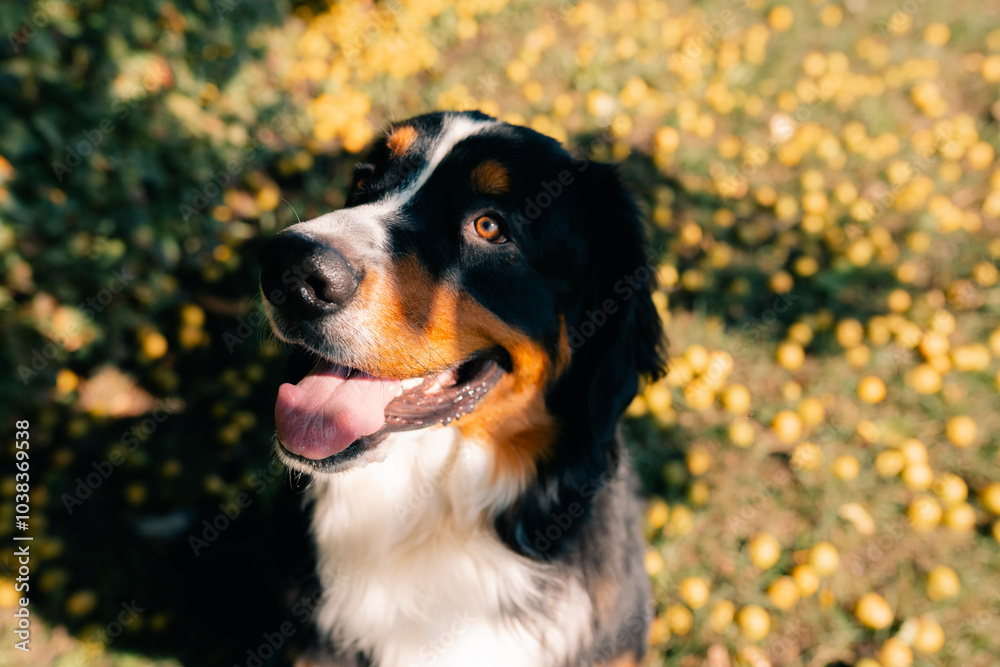 Bernese Mountain Dog standing in forest park