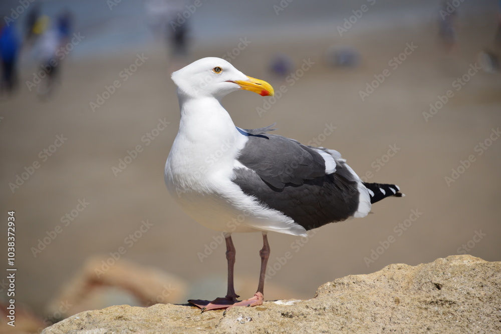 Obraz premium Seagull close-up