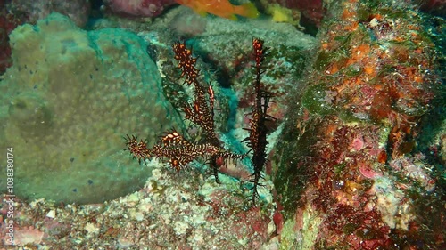 海の岩場を泳ぐ魚のニシキフウライウオ