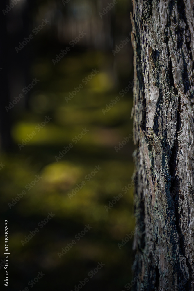 Texture of the bark of pine tree. Natural bark background or texture. Texture of the bark of pine tree. Natural bark background or texture.