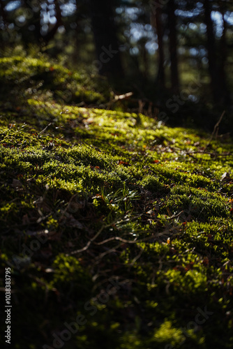 Close up of moss covering a tree branch. Bokeh blurry defocused background