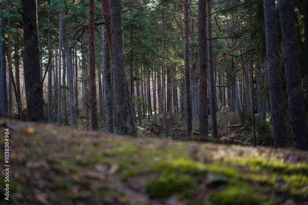 Background pine forest with green moss. Focus in foreground, blurred background. Background pine forest with green moss. Focus in foreground, blurred background.