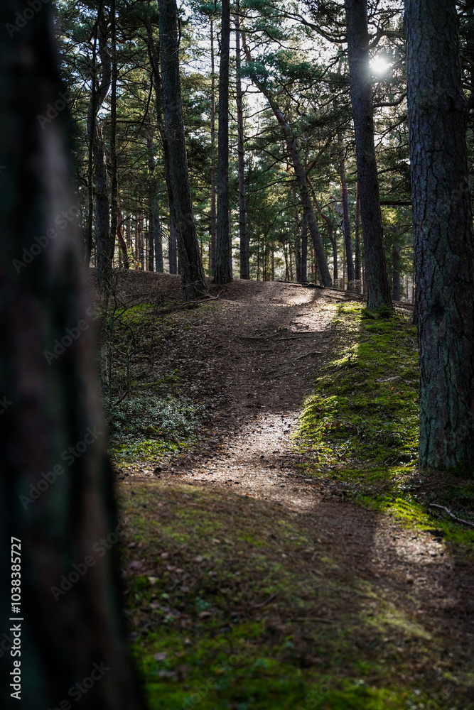 Path through gloomy forest with black trees. Selective focuse Path through gloomy forest with black trees. Selective focuse