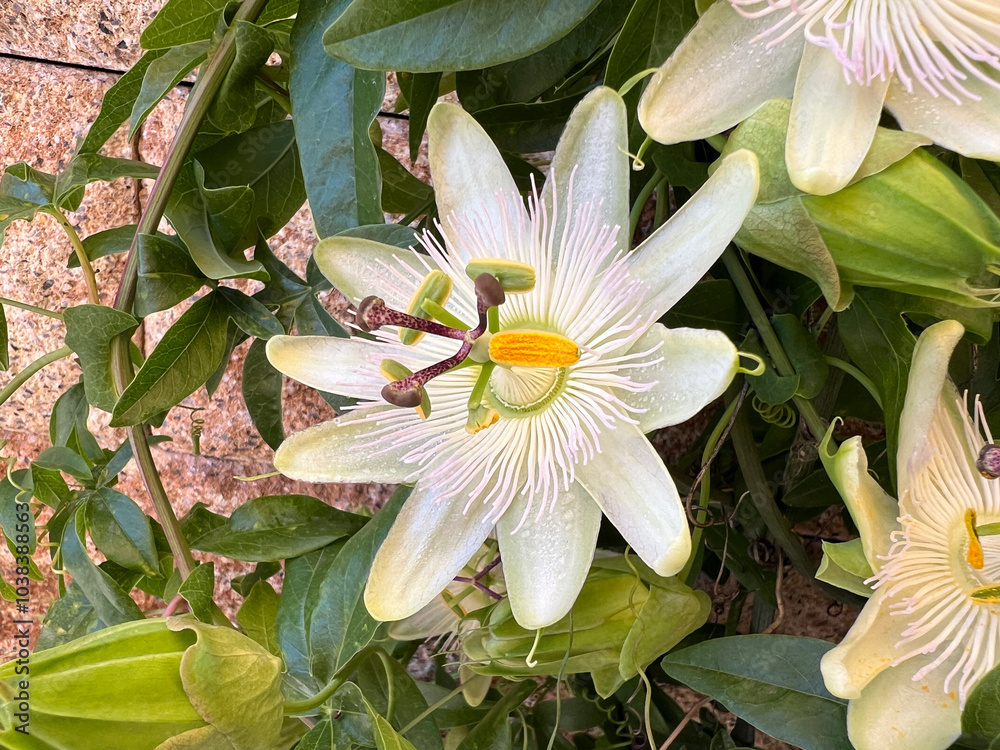 Obraz premium Passion flower, Passiflora, caerulea