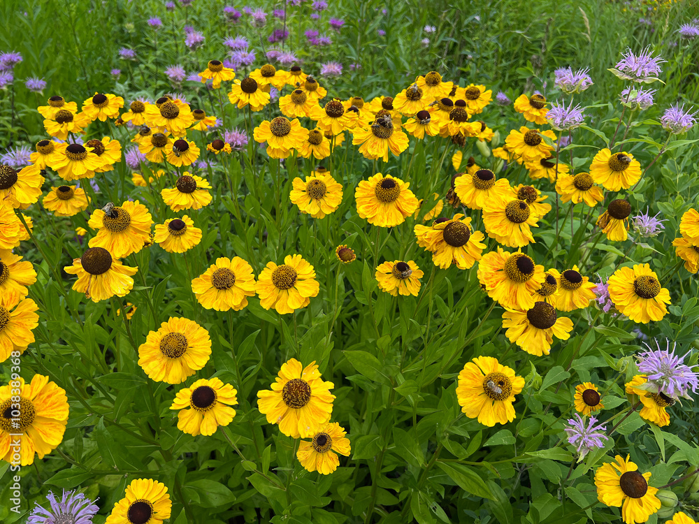 Obraz premium Helenium-Hybride