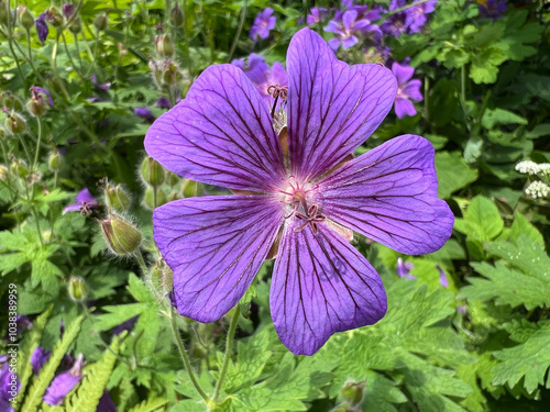 Cranesbill, Geranium