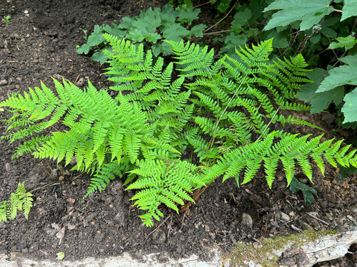  Worm fern, Dryopteris dilatata photo