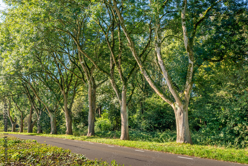 Tall trees on the side of a road. It is a sunny day in the Dutch autumn season.