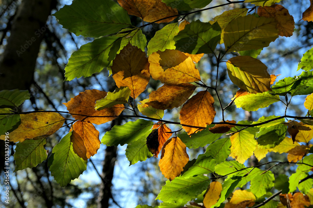 Obraz premium Yellow and green tree leaves background