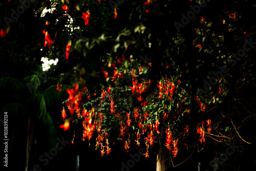 Árvore florida com flores de cor vermelha.  photo