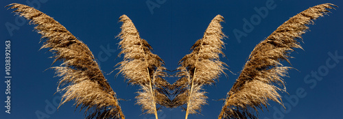 Pendão doura de capim e céu azul.  photo