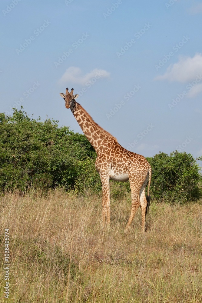 Obraz premium Giraffe looking at the camera standing in bushes with blue sky, vertical