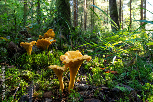 Edible mushrooms, Golden chanterelle fruit bodies growing in a late summer forest in Estonia, Northern Europe	