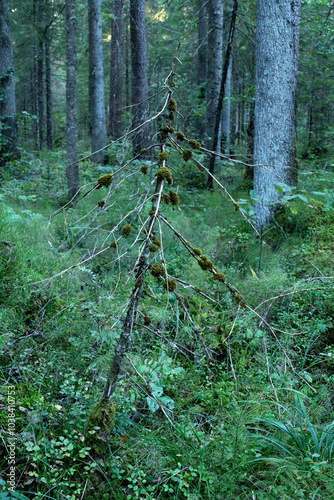 A lot of Crisped pincushion mosses growing on a small dead Norway spruce tree in an old-growth forest in Estonia, Northern Europe photo