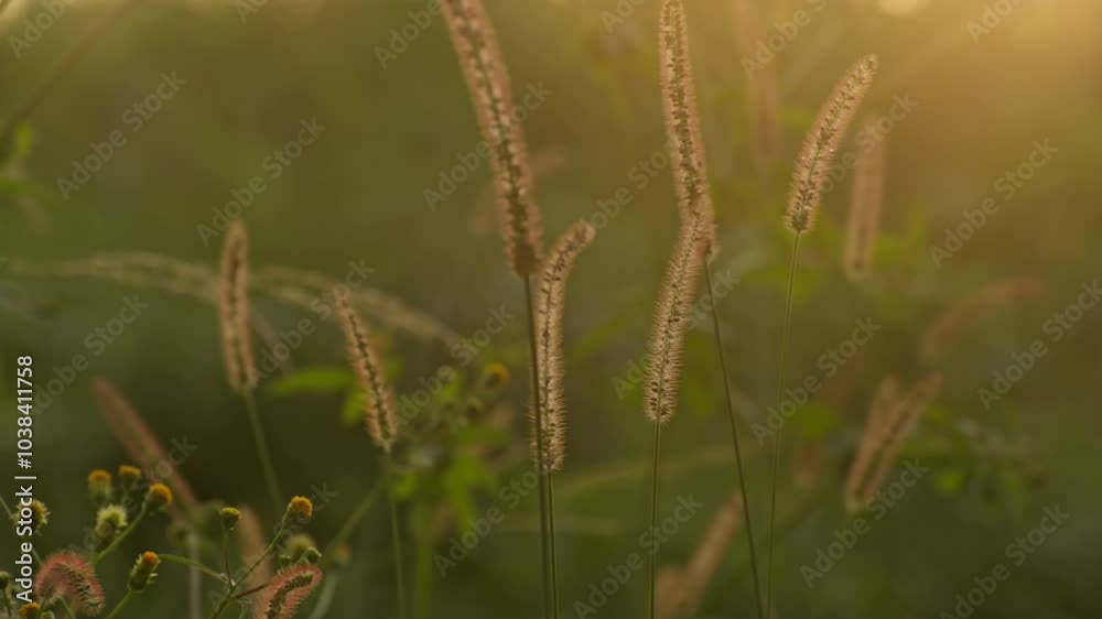 Epic beautiful sunrise in the wheat field Epic beautiful sunrise in the wheat field