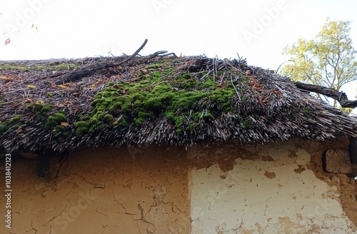 The roof of the building is made of reeds and covered with green moss. An old village house with mud walls and a reed roof. photo