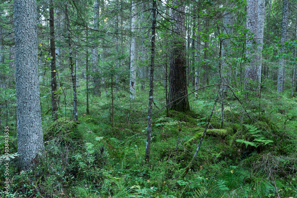 Naklejka premium An evening at a wet old coniferous forest in Estonia, Northern Europe