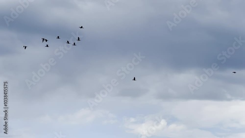 A Flock of Cormorants Flying Over Lush Green Trees with Dramatic Cloudy Skies in Loire Valley, France photo