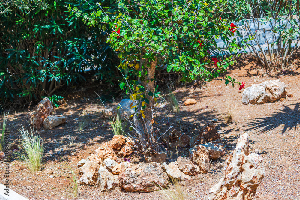 Small tropical tree with green leaves and red flowers growing in rocky garden under bright sunlight. Crete. Greece. Small tropical tree with green leaves and red flowers growing in rocky garden under bright sunlight. Crete. Greece.