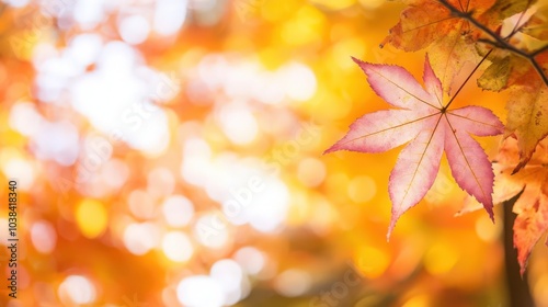 yellow maple leaf in autumn season 