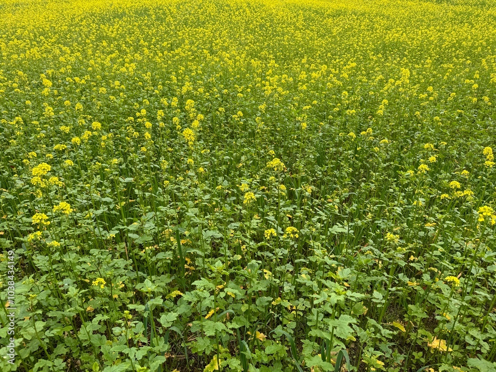 Obraz premium field of dandelions