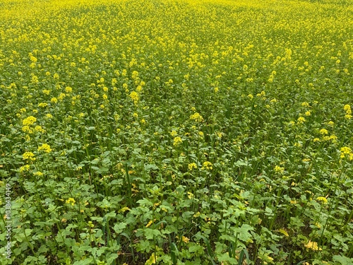 field of dandelions