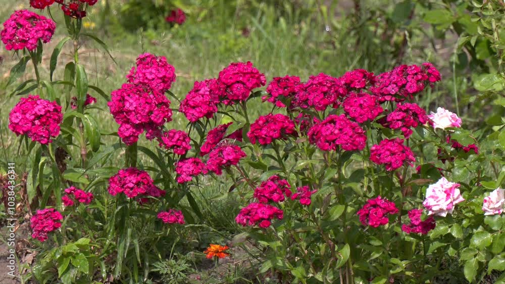 Flower carnation Turkish, Dianthus barbatus, Some blooming Turkish red carnations on the blurred background of green leaves, Inflorescence of small carnations growing in the garden
Flower carnation Turkish, Dianthus barbatus, Some blooming Turkish red carnations on the blurred background of green leaves, Inflorescence of small carnations growing in the garden