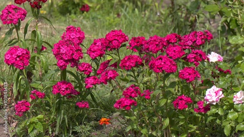 Wallpaper Mural Flower carnation Turkish, Dianthus barbatus, Some blooming Turkish red carnations on the blurred background of green leaves, Inflorescence of small carnations growing in the garden

 Torontodigital.ca